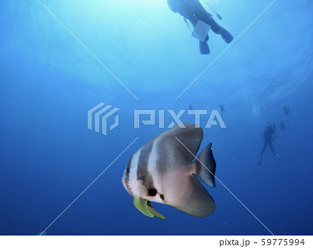 ツバメウオ＠宮古島 59775994