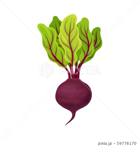 Whole Beet-Root With Beet Tops Vector Illustration 59776170