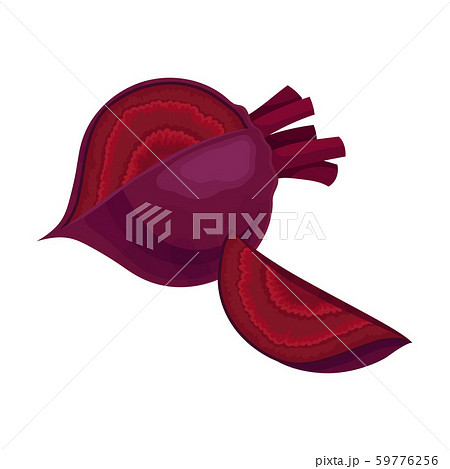 Whole Beet-Root Without Beet Tops Vector Illustration 59776256