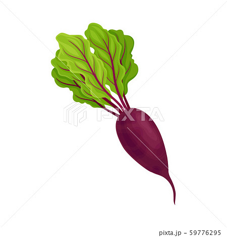 Whole Beet-Root With Beet Tops Vector Illustration 59776295