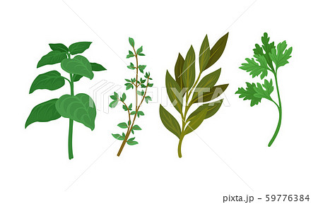 Herbs Used in Culinary and Cooking Vector Set Herbs Used in Culinary and Cooking Vector Set 59776384