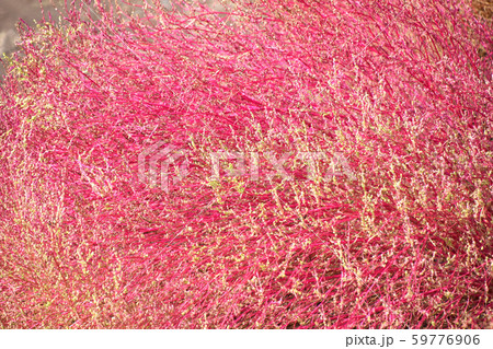 ホウキグサ（箒草） 59776906