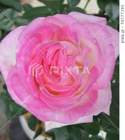 薔薇　プリンセスドゥモナコ 59777193