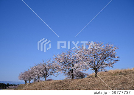 青空と桜 青空と桜 59777757