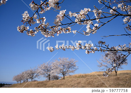 青空と桜 青空と桜 59777758
