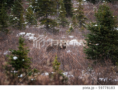 Brown Grizzly bear fluffy on meadow in national 59778183