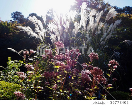 秋の植物 59778402