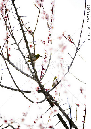 風景自然植物鳥写真 梅とメジロ 春の香りと味を満喫の可愛いメジロの写真素材