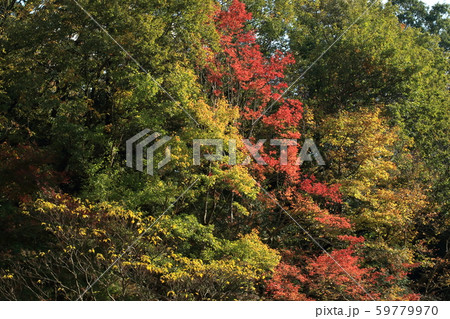 自然 風景 紅葉 常緑樹の緑をバックに色付く 鮮やかな赤はトウカエデ 一番手前はミズキのようですの写真素材