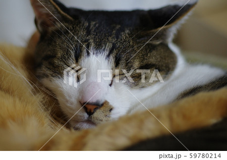 キジトラ猫 59780214
