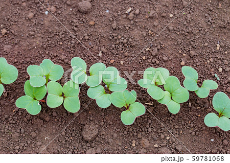 はつか大根の発芽 はつか大根の発芽 59781068