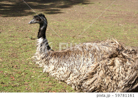 エミュー 59781161