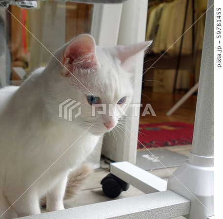 青い目の白猫 青い目の白猫 59781455