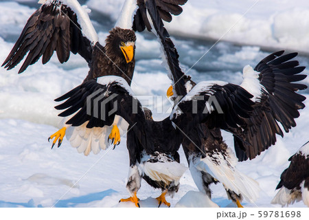 知床　冬 59781698