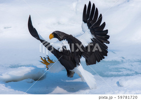 知床 冬 知床 冬 59781720