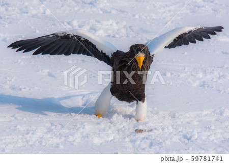 知床　冬 59781741