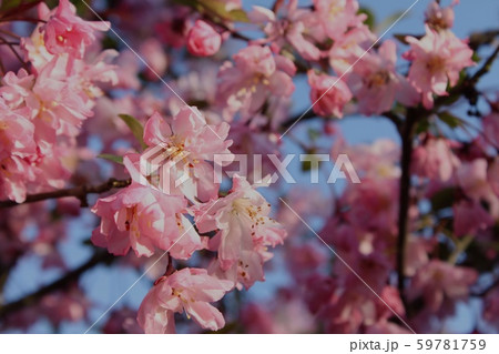 花海棠 花海棠 59781759