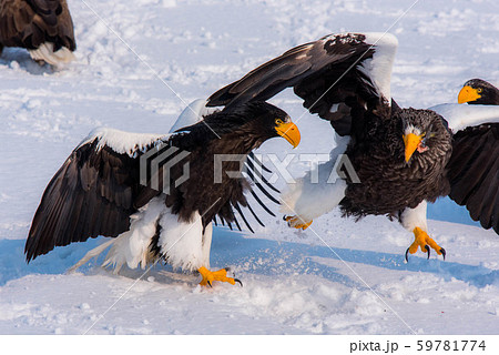 知床 冬 知床 冬 59781774