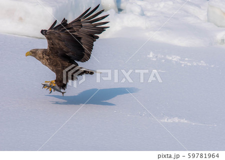 知床　冬 59781964