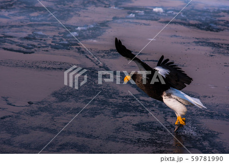 知床 冬 知床 冬 59781990