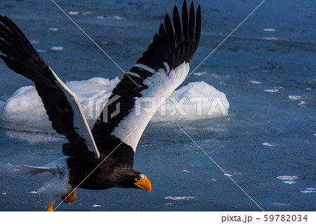 知床　冬 59782034