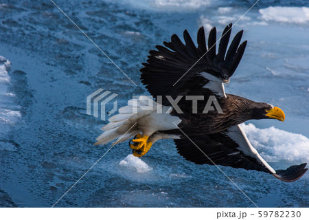 知床　冬 59782230