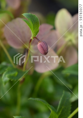 Lenten rose Viv Victoria Lenten rose Viv Victoria 59783077