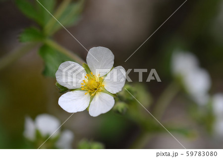Rock cinquefoil 59783080