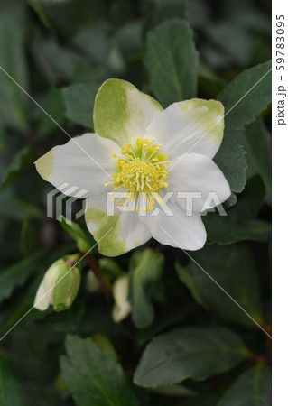 Christmas rose WinterSun Christmas rose WinterSun 59783095