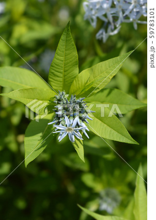 Blue dogbane Blue dogbane 59783101
