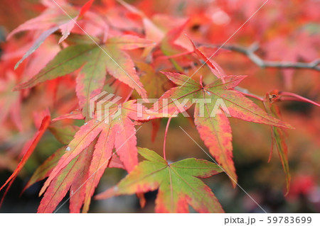 【京都府】東福寺　見頃直前の紅葉 59783699
