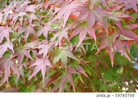 【京都府】東福寺　色づき始めた紅葉① 59783700
