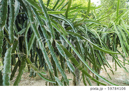 Field of Dragonfruit or pitaya plants Field of Dragonfruit or pitaya plants 59784106