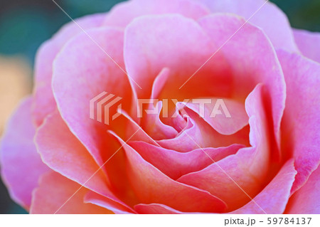 暖かい雰囲気の美しいバラ 暖かい雰囲気の美しいバラ 59784137