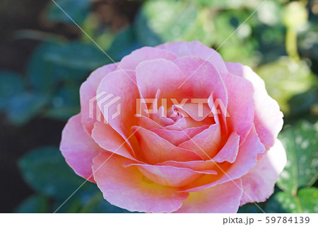 暖かい雰囲気の美しいバラ 59784139