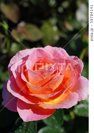 暖かい雰囲気の美しいバラ 暖かい雰囲気の美しいバラ 59784141