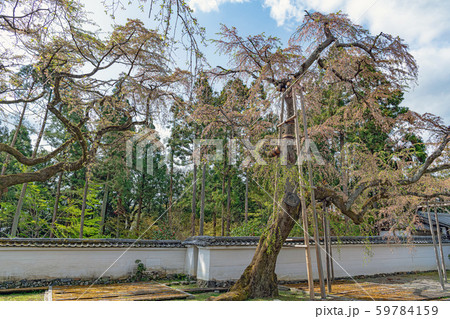 京都 醍醐寺 宴あとの枝垂れ桜 59784159