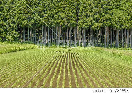 東北 山間の田植後の田 東北 山間の田植後の田 59784993