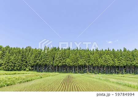 東北 山間の田植後の田 東北 山間の田植後の田 59784994