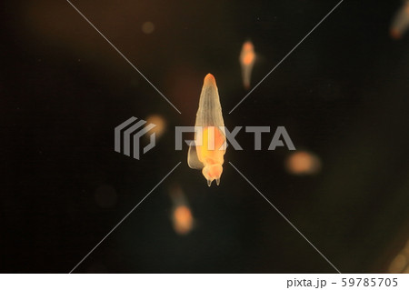 クリオネ 59785705