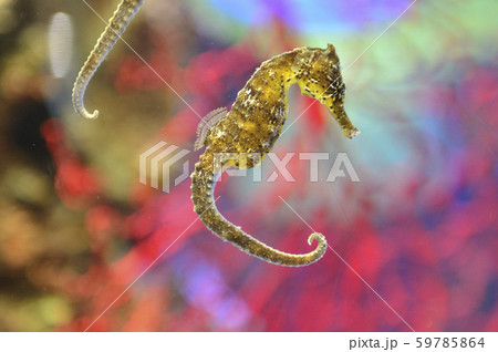 タツノオトシゴ タツノオトシゴ 59785864