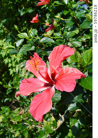 徳之島のかわいいハイビスカス 59786219