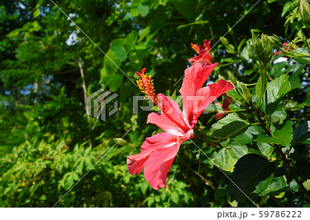 徳之島のかわいいハイビスカス 59786222