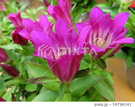 リンドウ恋紅 リンドウ恋紅 59786341