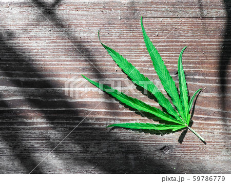 green hemp leaf on a wooden table 59786779