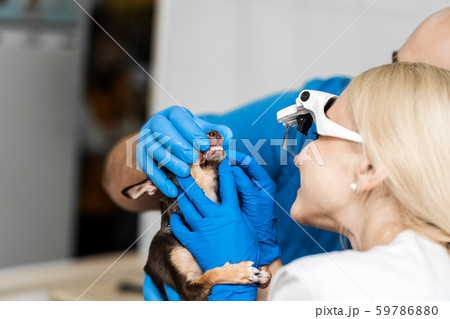 Professional veterinary examination of a dogs teeth Professional veterinary examination of a dogs teeth 59786880