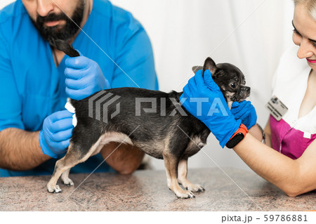 Veterinarians clean the paraanal glands of a dog Veterinarians clean the paraanal glands of a dog 59786881