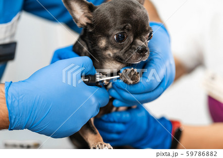A professional veterinarian cuts the claws of a 59786882
