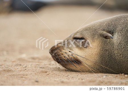 ミナミアフリカオットセイの写真素材