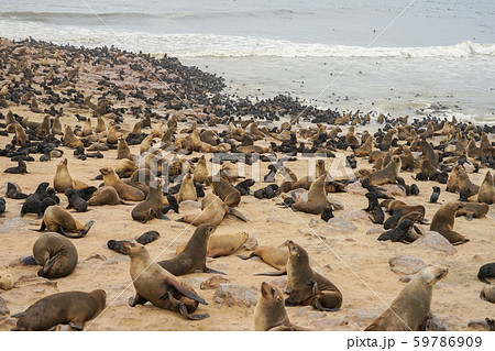 ミナミアフリカオットセイの群れ 59786909